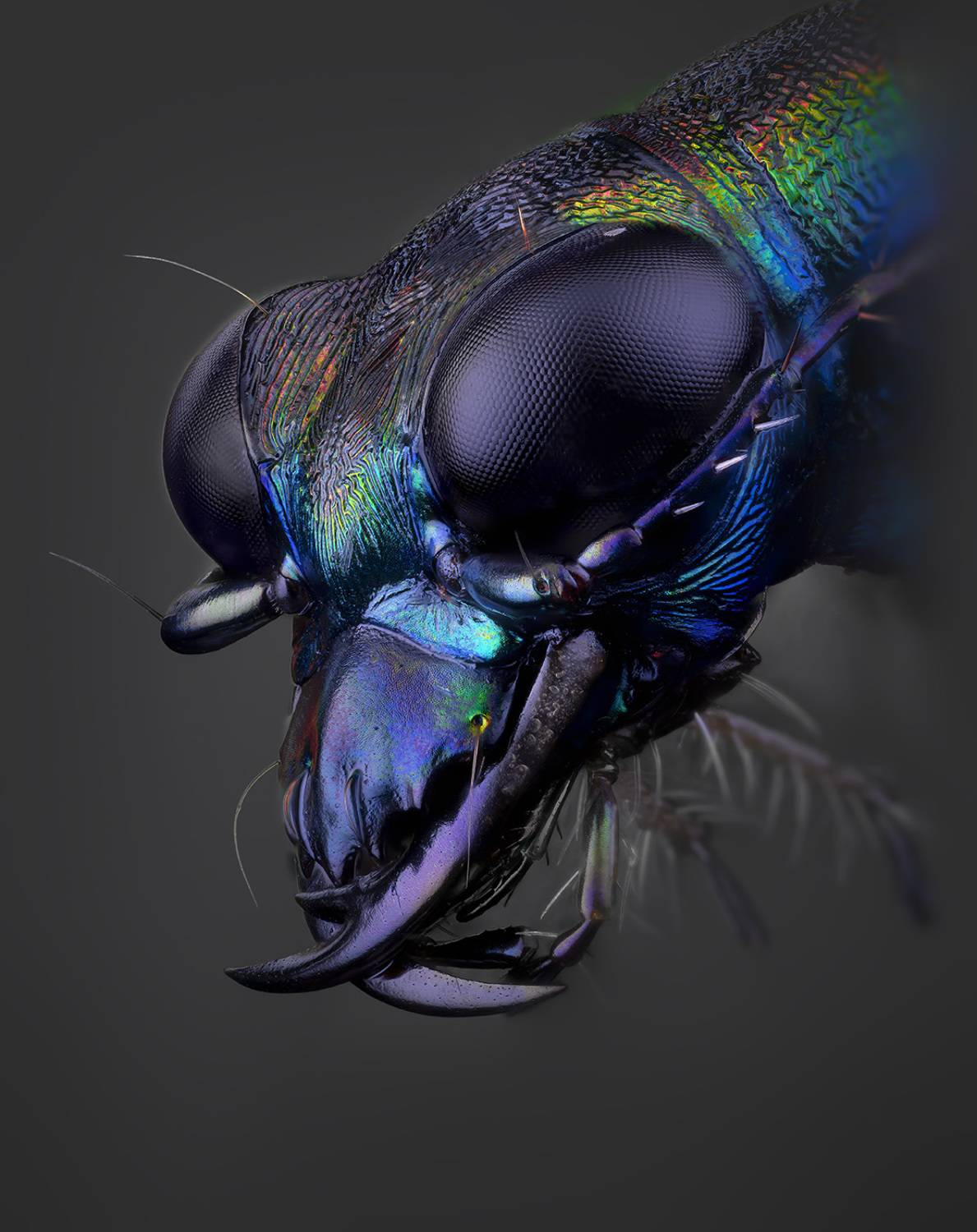 coleoptera, carabidae, prothyma leprieuri, скакун, &scaron;oklys, Kavaliauskas Eugenijus