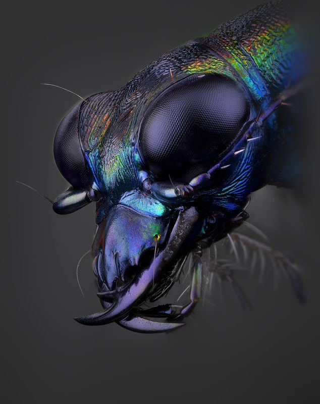 coleoptera, carabidae, prothyma leprieuri, скакун, šoklys Скакунчик фото превью