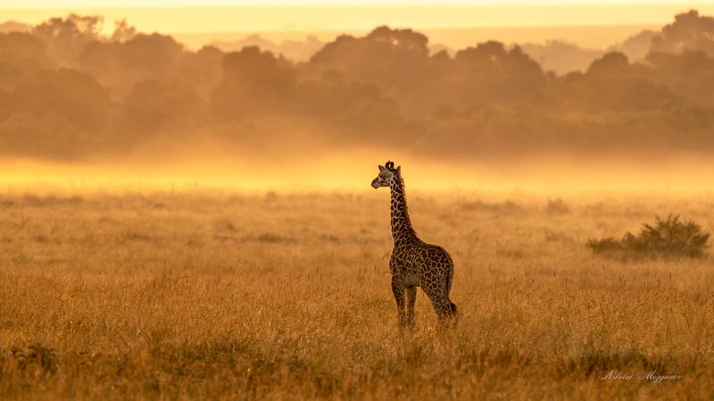 Волшебный туман фото превью