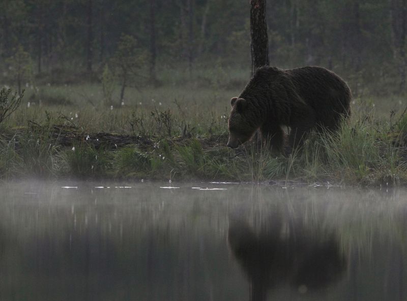 Утро туманное…  фото превью