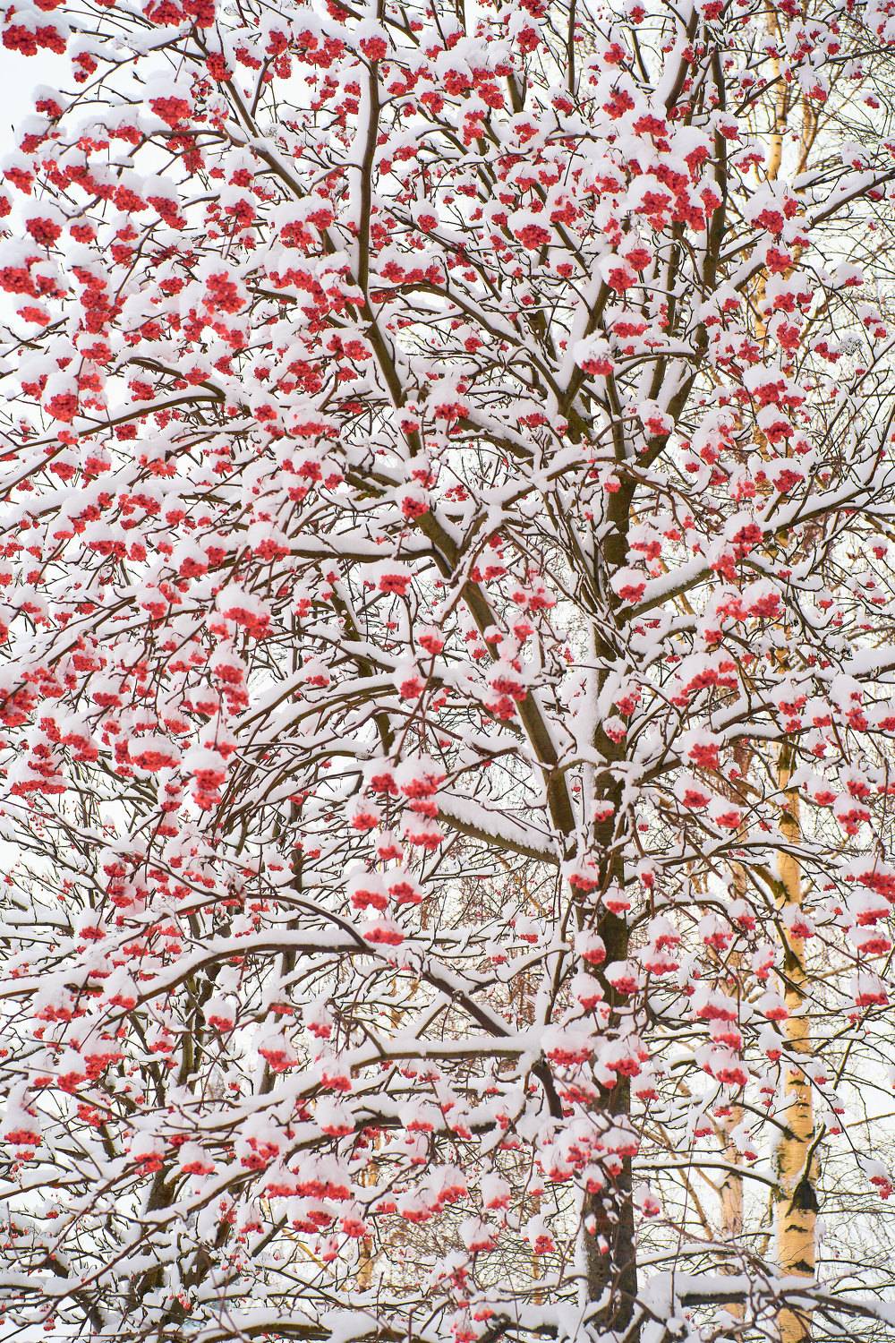 рябина, красные ягоды, снежный парк, деревья, ветви, Байдуков Александр