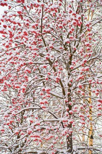 Ветвесплетенье