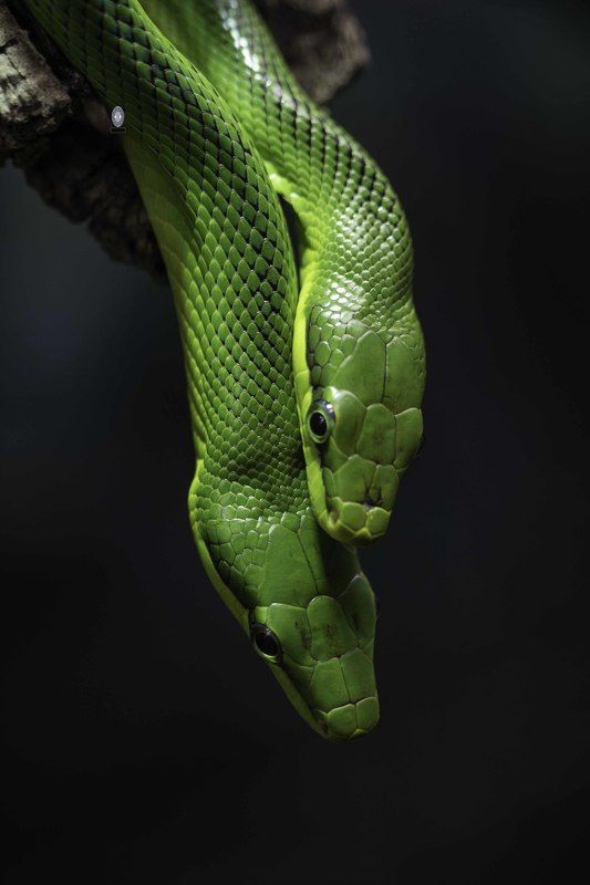 Red-tailed green ratsnake фото превью