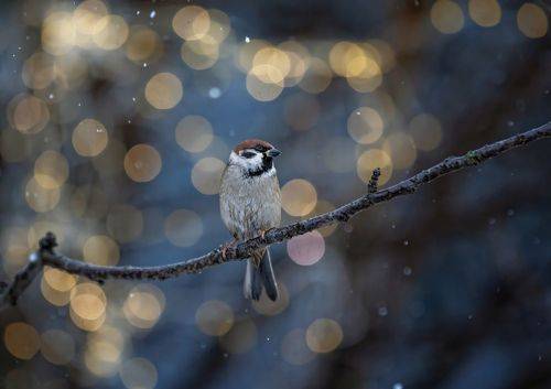 Рождественская