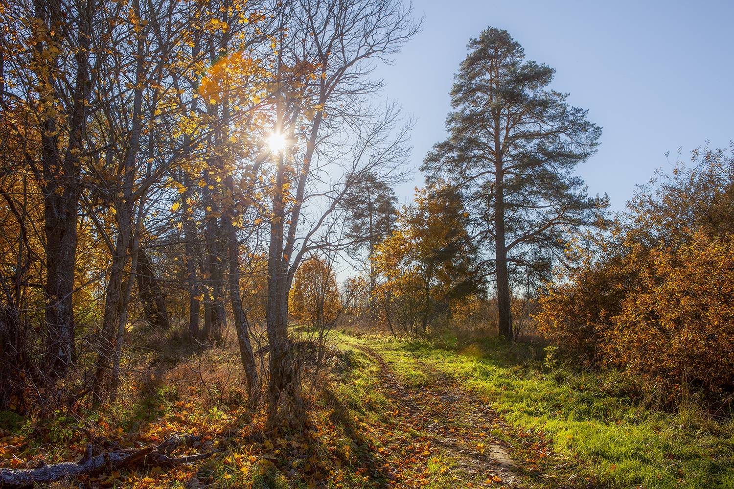 ,  александр михайлов