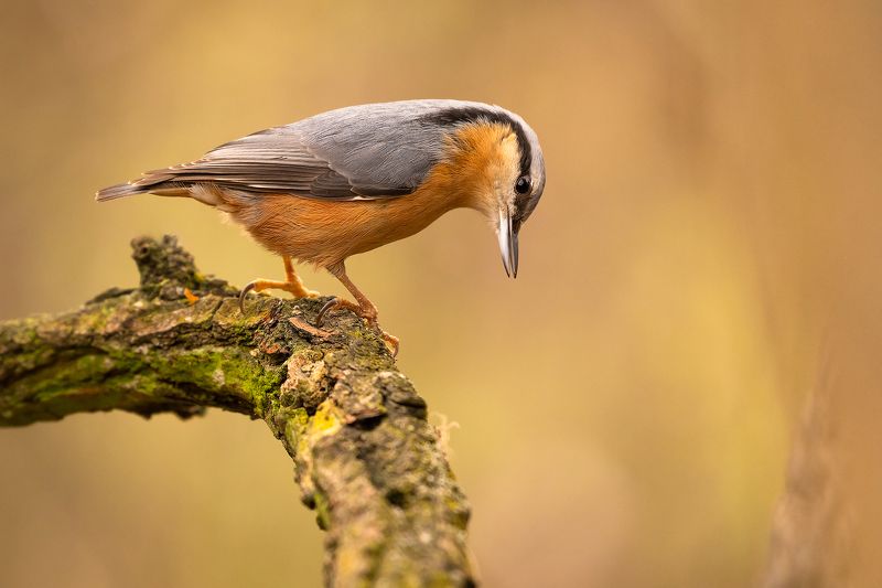 Nuthatch фото превью