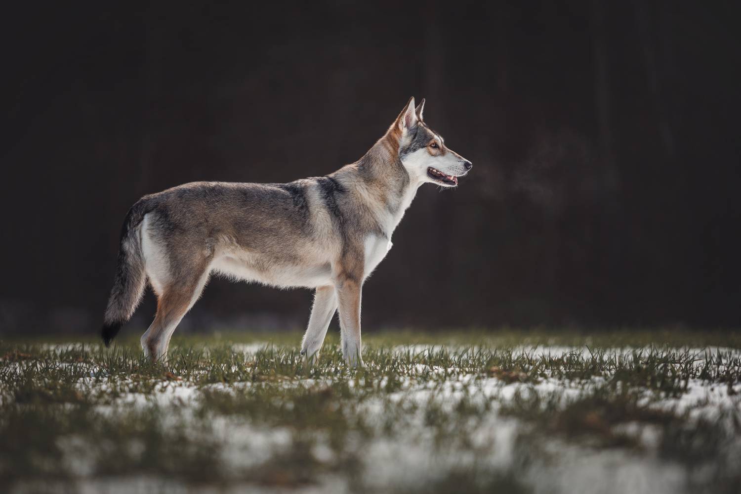 Saarloos Wolfhond , Яна Нарбутович