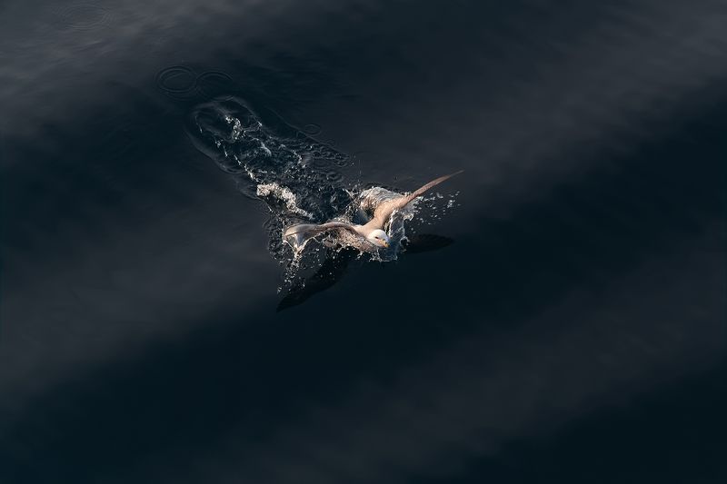 тихий океан, волны, чайка, весна .......брызги....... фото превью