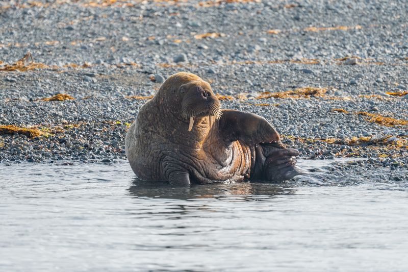 Чукотские моржи фото превью