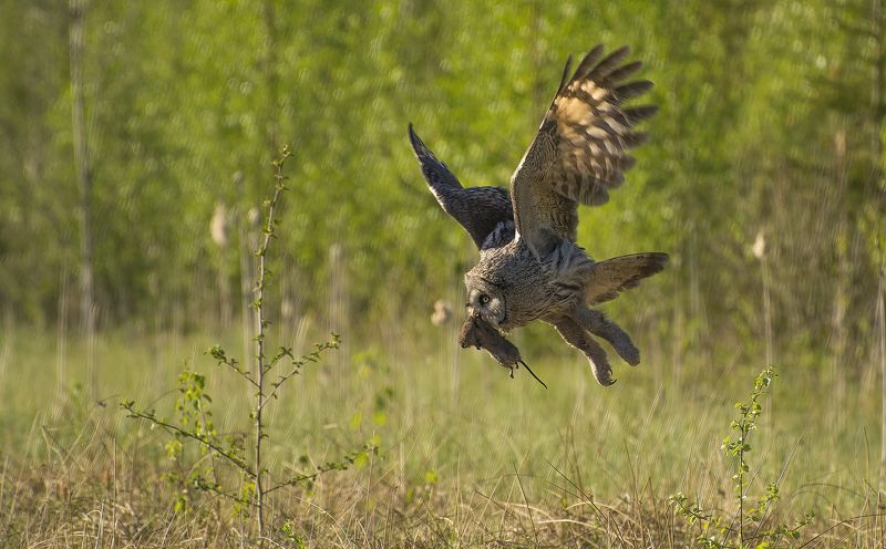 Удачная охота :) фото превью