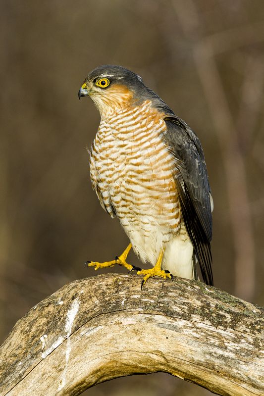 природа *** фото превью