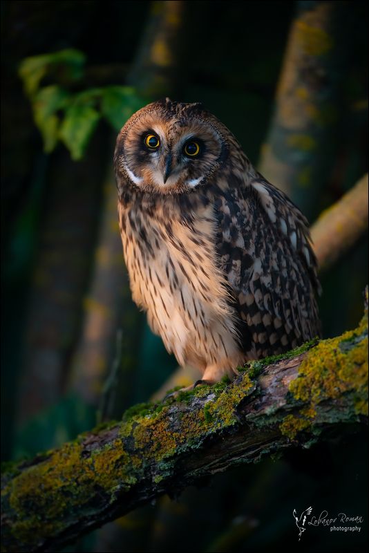 * * * фото превью