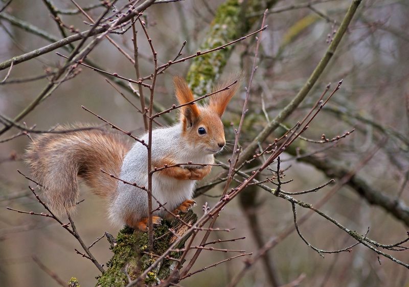 Белка фото превью