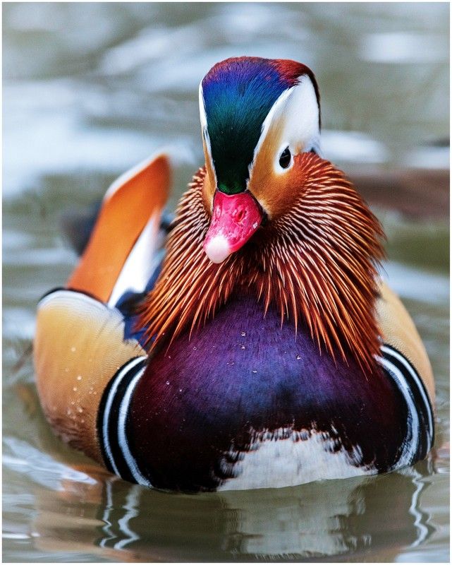 *** фото превью