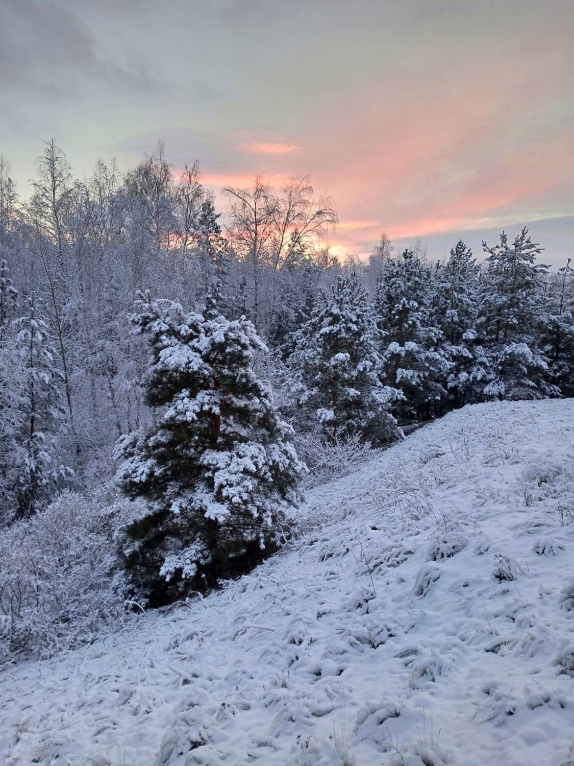 зима, лес, Вадим Трунов