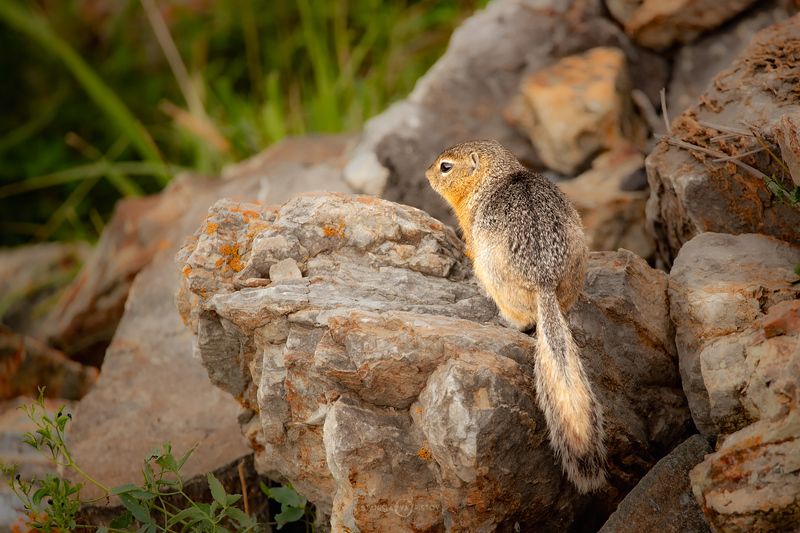 Суслик фото превью