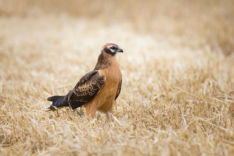 Луговой лунь фото превью