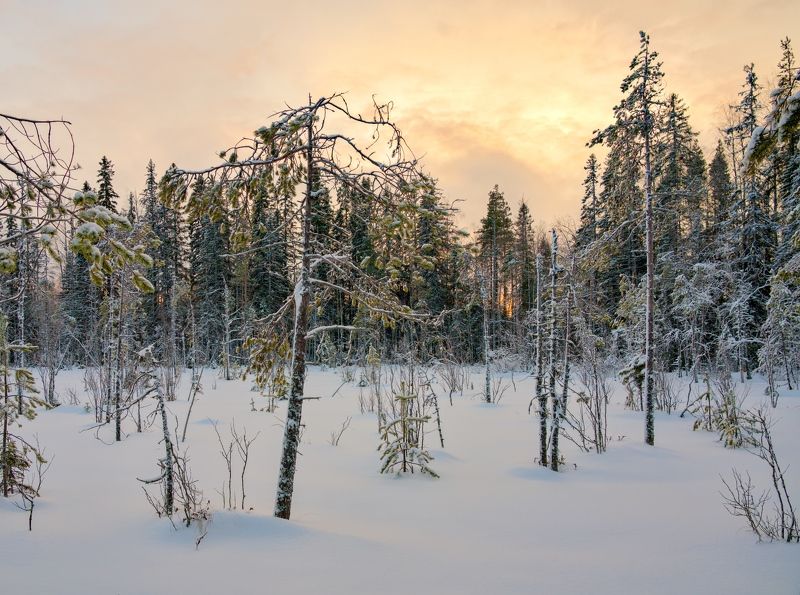 снег закат облака лес болото холод Зимний вечер на болоте фото превью