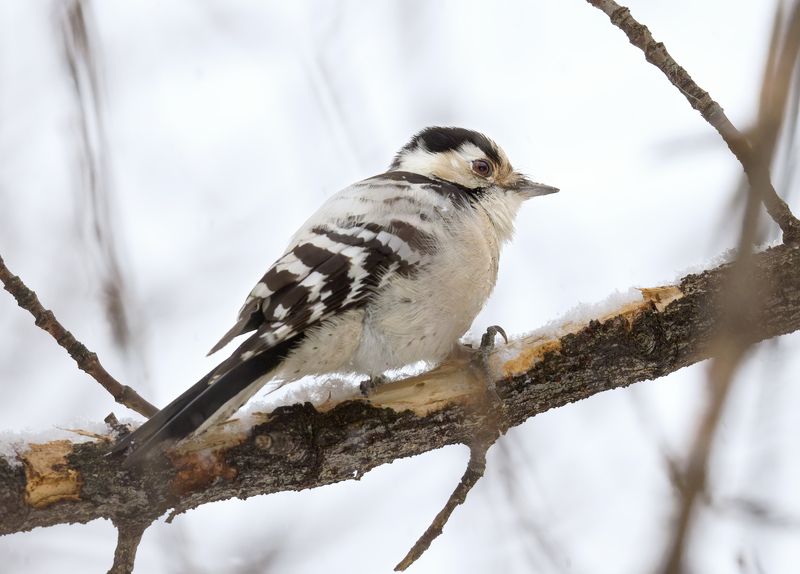 птицы, дятел Малый пёстрый дятел фото превью