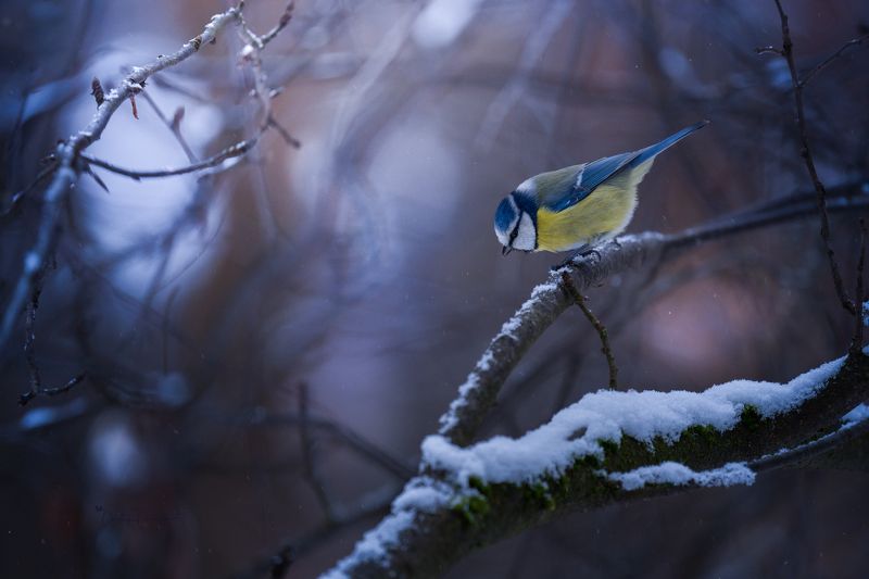 природа, лес, поля, огороды, животные, птицы, макро Зимний рассвет фото превью