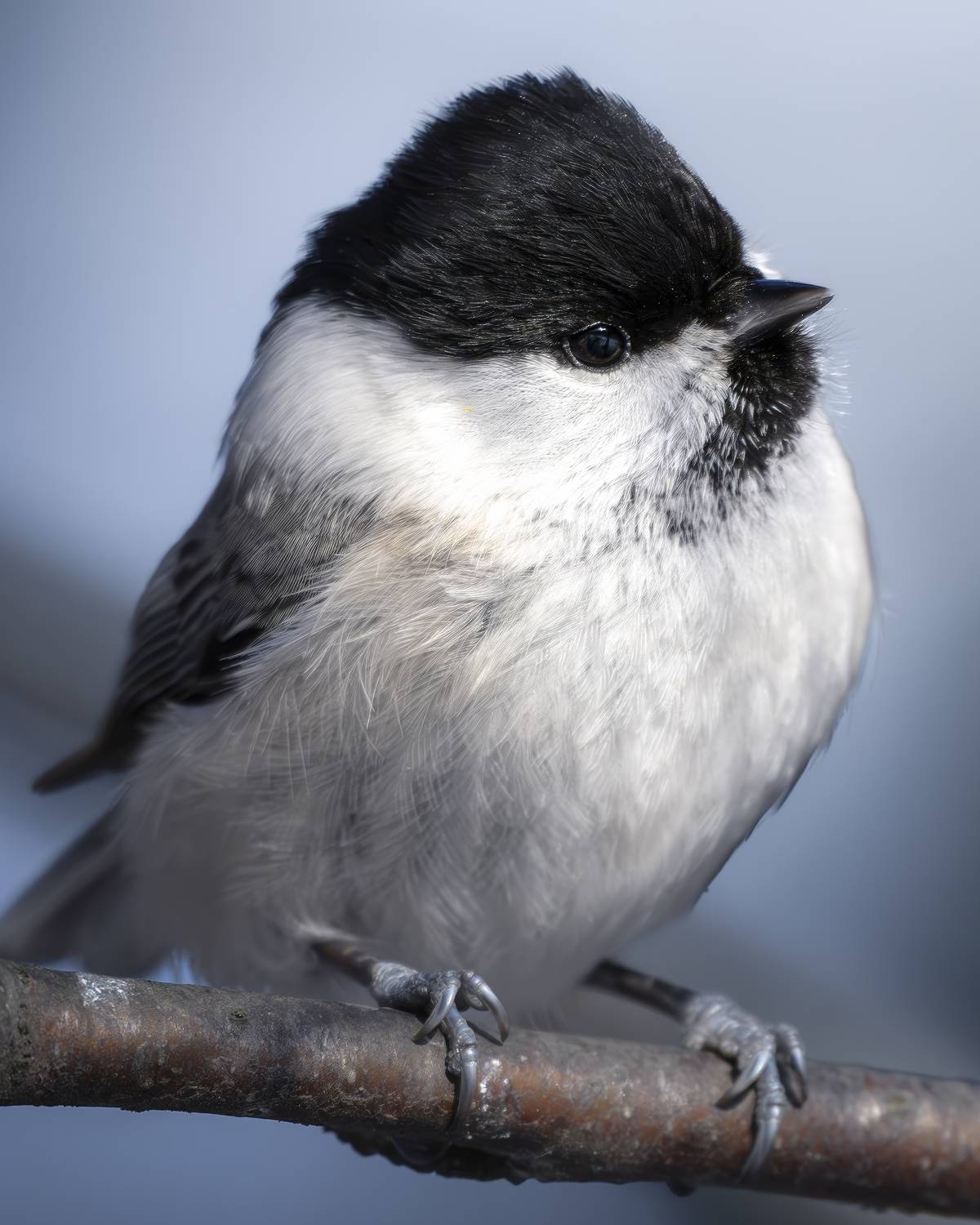 , Поляков Михаил