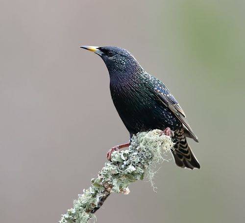 European Starling - Обыкновенный Скворец