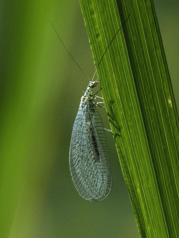 бабочки златоглазка перламутровая фото превью