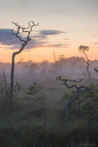Туманное утро на болоте и паутинки