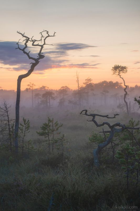 болото, ленинградская область, туман, паутинки, карельский перешеек Туманное утро на болоте и паутинки фото превью