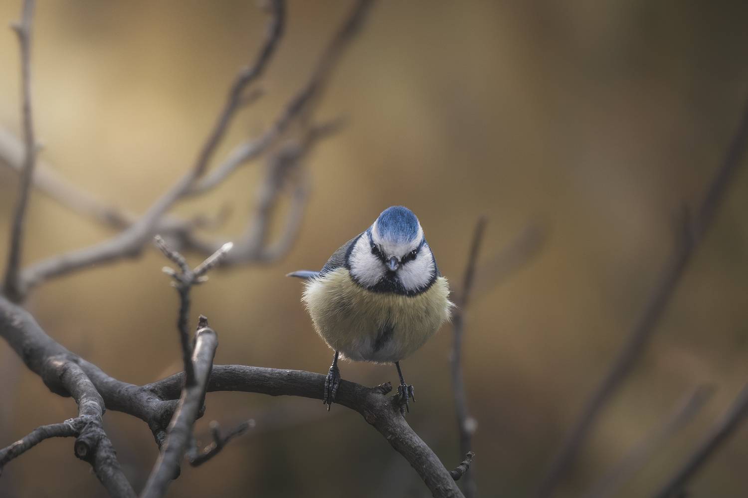 , de Franzoni Thomas