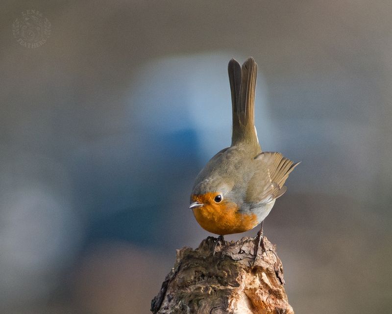 Зарянка - Lens and Feathers фото превью