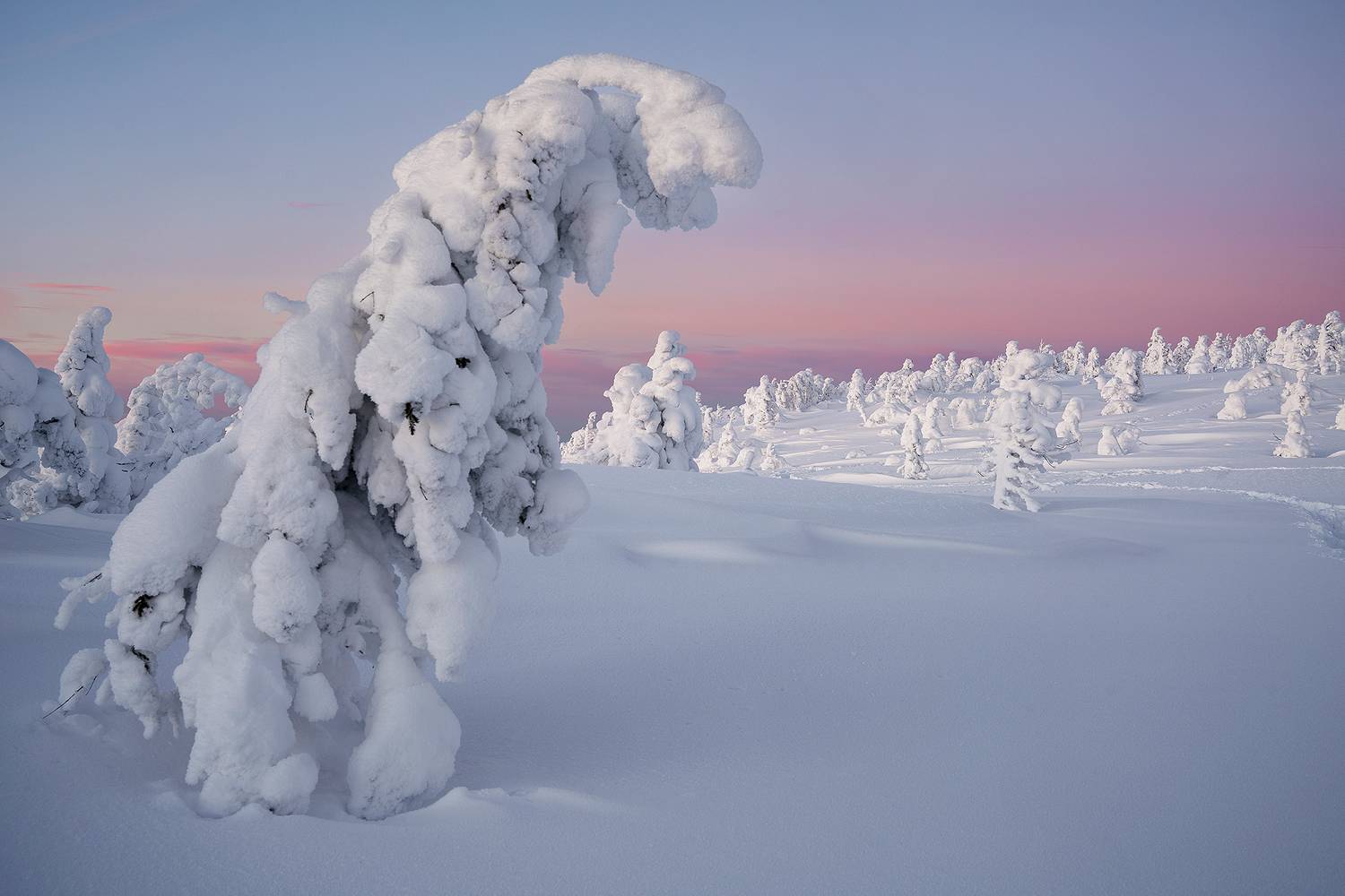 аргыджек, снег, зима, красиво, холод, мороз, деревья, иней, красноярск, Нерозя Александр