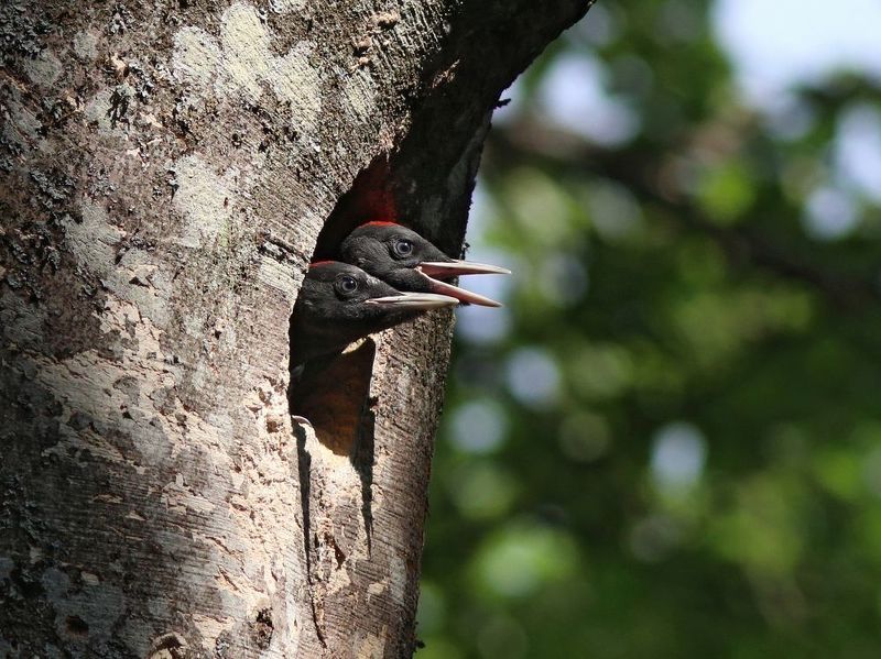 желна, чёрный дятел, дятел, dryocopus martius, black woodpecker, woodpecker Молодёжь фото превью