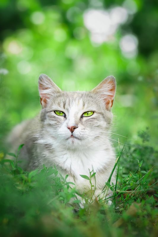 Кошка фото превью