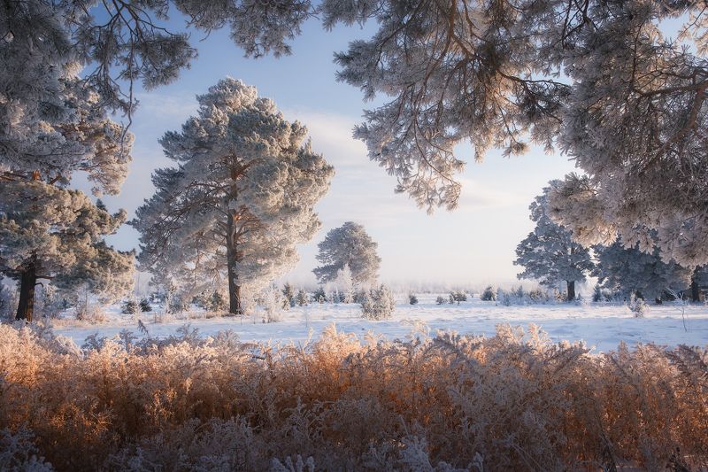зима, мороз, снег, иней, деревья Поёт зима — аукает, мохнатый лес баюкает... фото превью