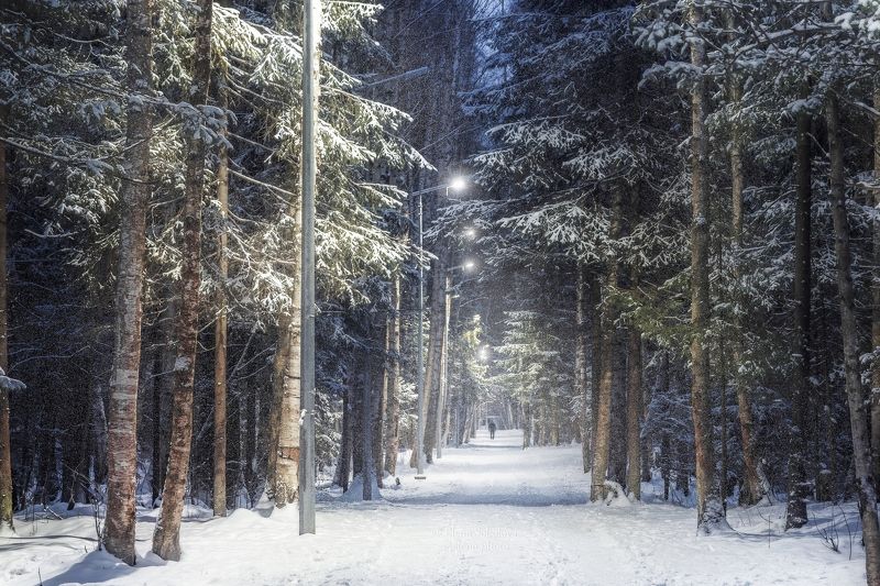 лес, зима, снег, вечер, ночь Вечерний лес фото превью