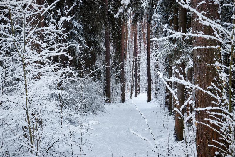 В зимнем лесу фото превью