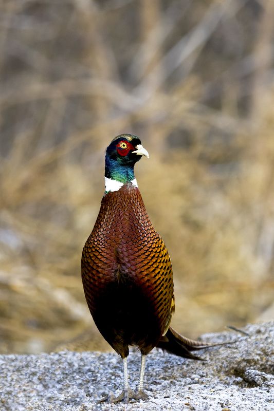 природа *** фото превью