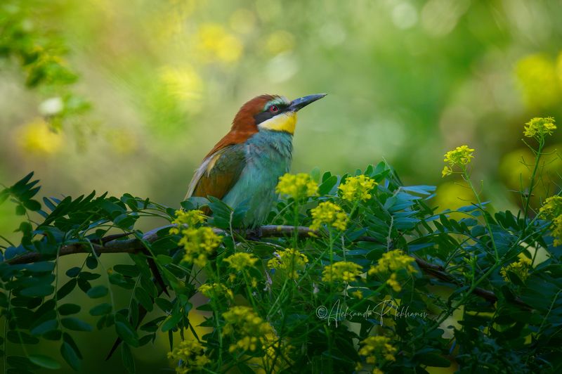 Всё живое тянется к свету фото превью