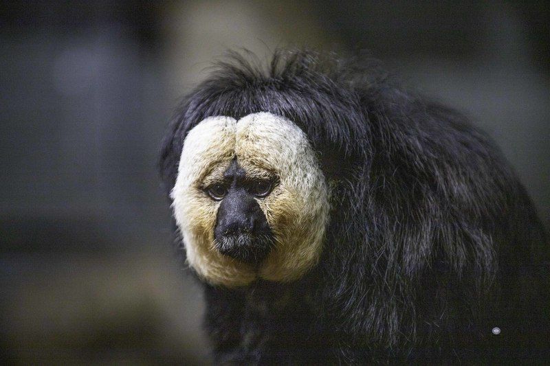 White-faced saki фото превью