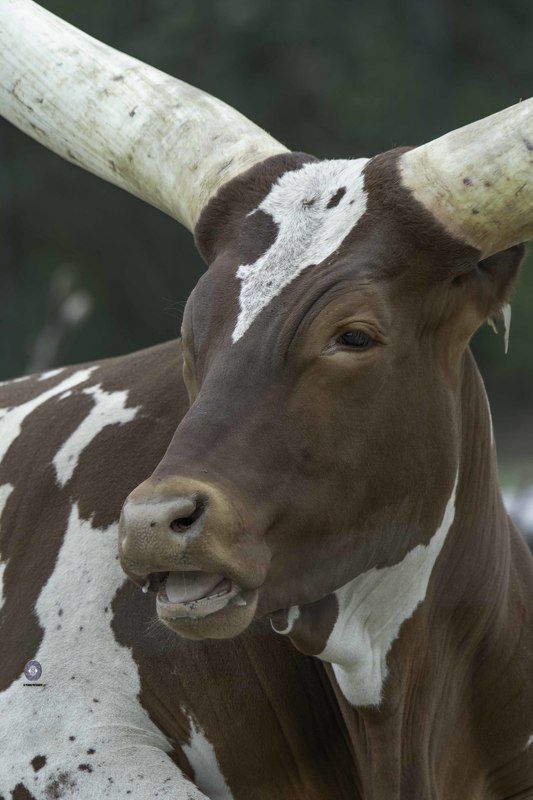 Watusi cattle фото превью