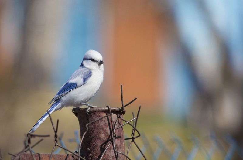 князёк, белая лазоревка, птица, птицы, весна, новосибирск Дачный певец фото превью