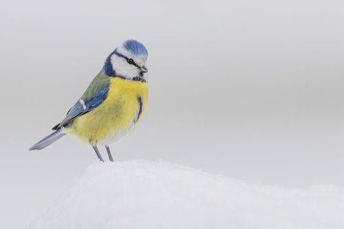 Обыкновенная лазоревка