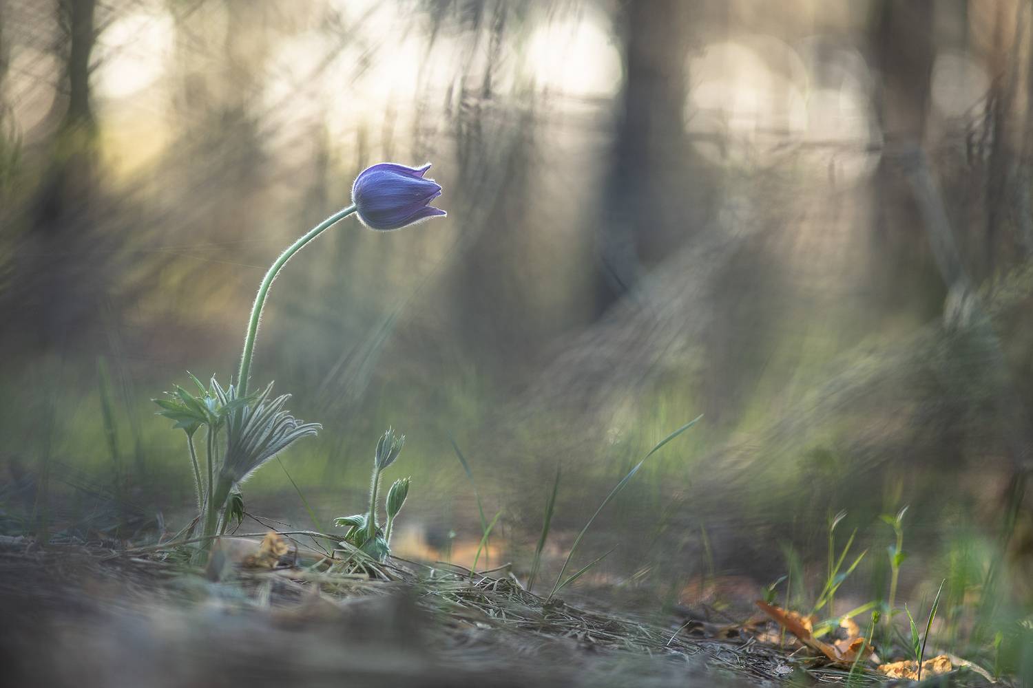 сон трава, россия, весна, апрель, воронеж, красота, nikon d 850, готические сны, carl zeiss makro-planar t* 100mm f/2 zf.2, Мещеряков Геннадий