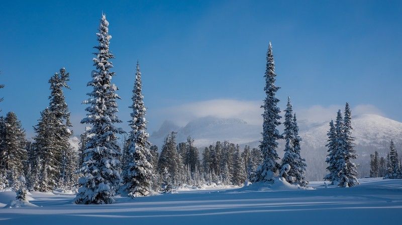ергаки, луг, гора, тушканчик, снег, зима, ели, метель Гармония фото превью