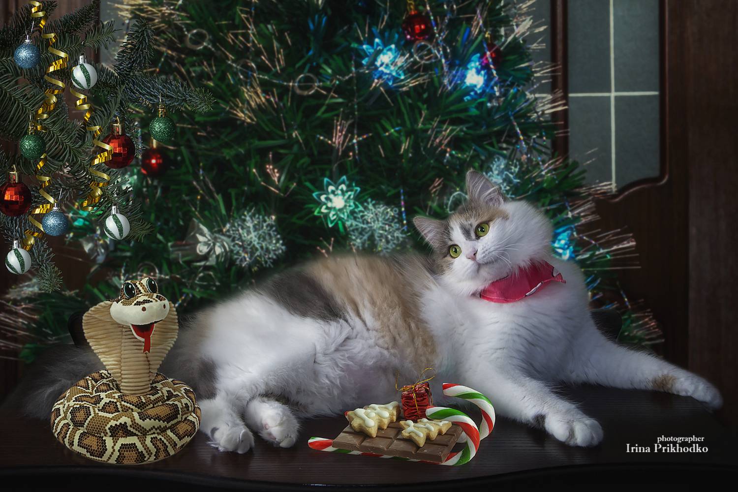 постановочное фото, котопортрет, животные, праздник, Новый год, Год Змеи, , Приходько Ирина