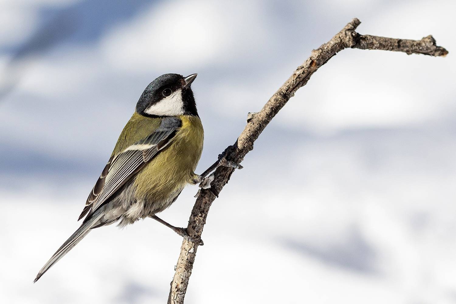 , Сосновских Вячеслав