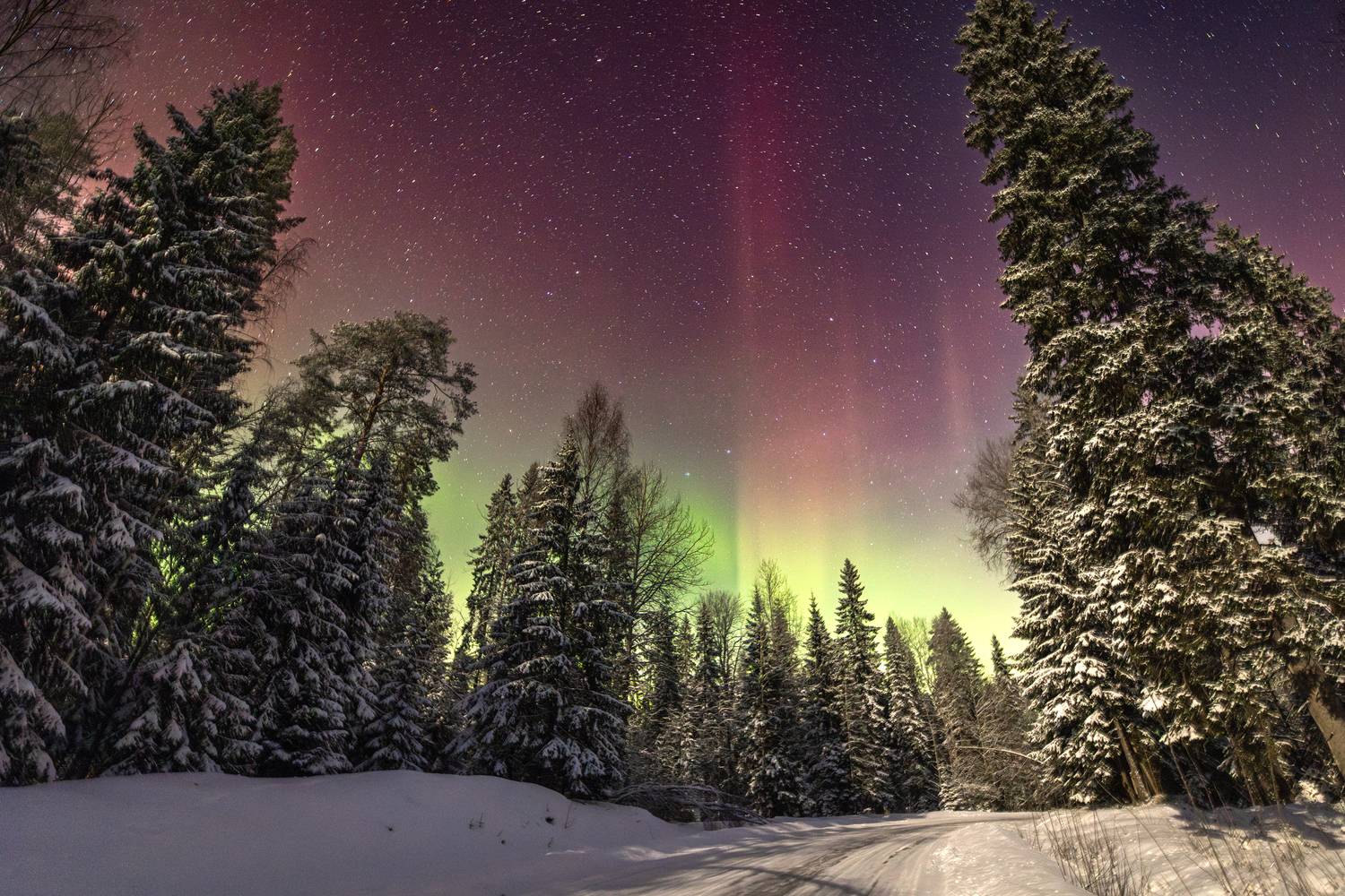 северное, полярное, сияние, аврора, лес, зима, ночь, Вячеслав Мельников
