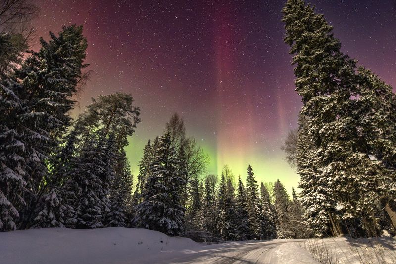 северное, полярное, сияние, аврора, лес, зима, ночь  фото превью
