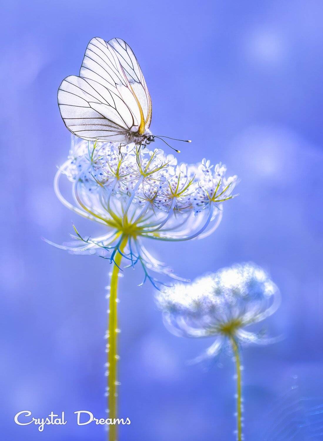 Art, Bokeh, Butterfly, Color, Crystal Deams, Light, Macro, Meadow, Nature, Татьяна Крылова